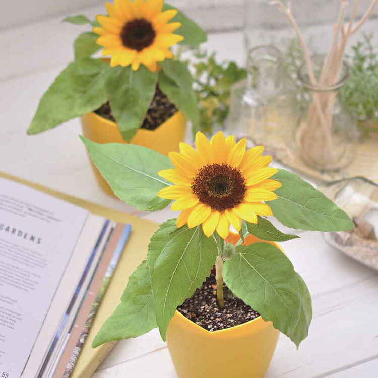 ��P5�ܡ�10��20����4H����ۤҤޤ����ݥ��å� GD-1033���ݥ��å� �ߥˤҤޤ�� �Ҥޤ�� ����ƫ�� ���ޥ���ҥޥ�� ���襤�� SEISHIN ����ƥꥢ ��