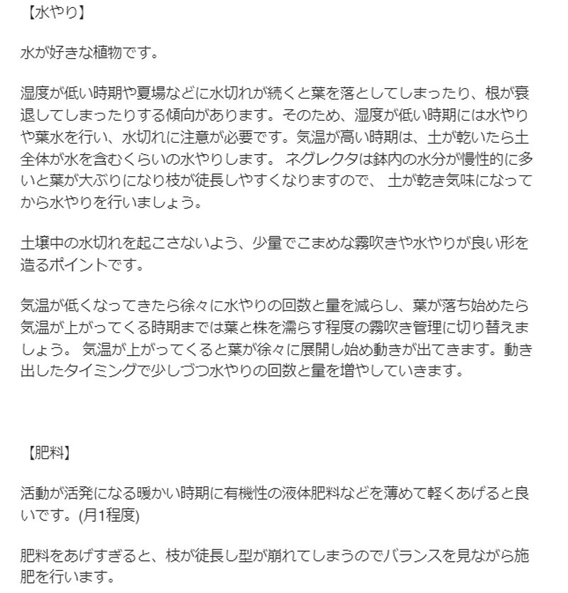 [ ボスウェリア ネグレクタ Mサイズ 乳香 @25000] 塊根植物 多肉植物 盆栽 観葉植物