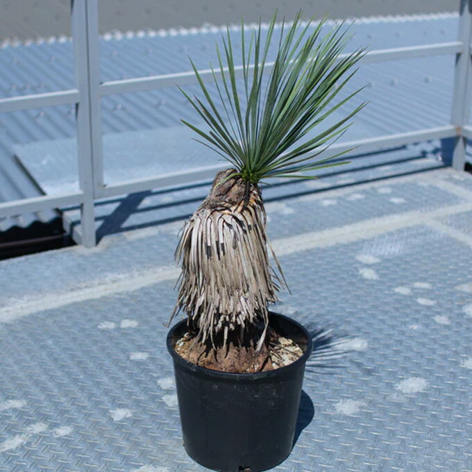 [ ユッカ ロストラータ XLサイズ @80000] 塊根植物 多肉植物 盆栽 観葉植物