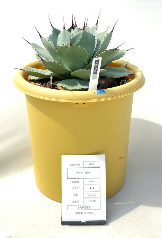 楽天市場】アガベ 吉祥天 パリーの通販 楽天市場】アガベ 吉祥天 パリーの通販