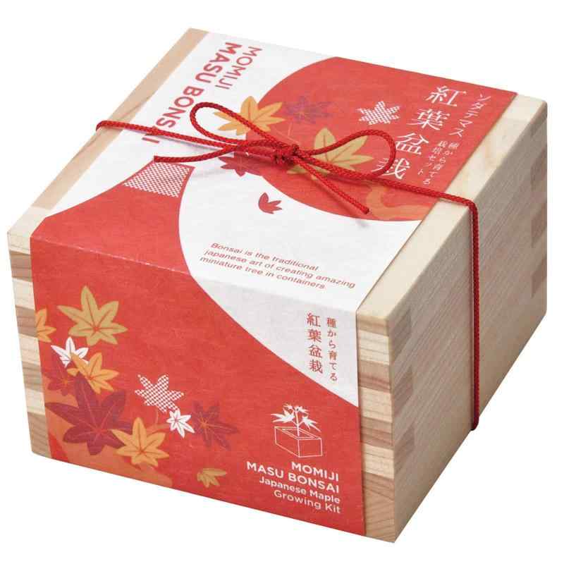 Rakuten - 聖新陶芸 栽培キット 聖新陶芸 ソダテマス 盆栽栽培セット