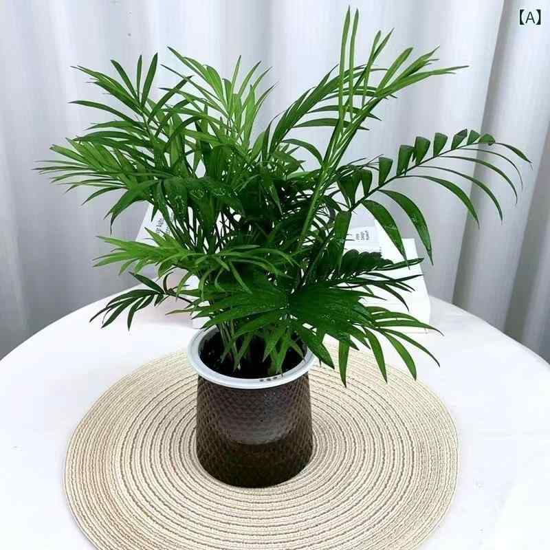 観葉植物デスク用ミニ盆栽水栽培室内...