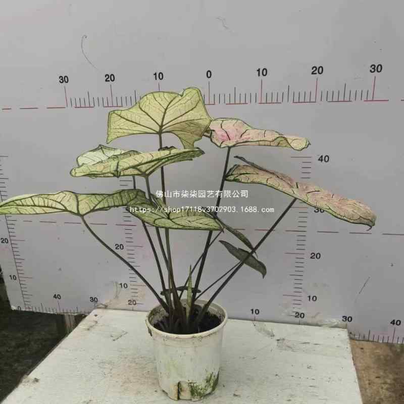 Other Succulents - 観葉植物 カラーリーフ タロウ 緑 室内用 インテリア 家庭用 コンパクト 彩り豊か 空気清浄 癒し ストレス軽減 緑植物 グリーン