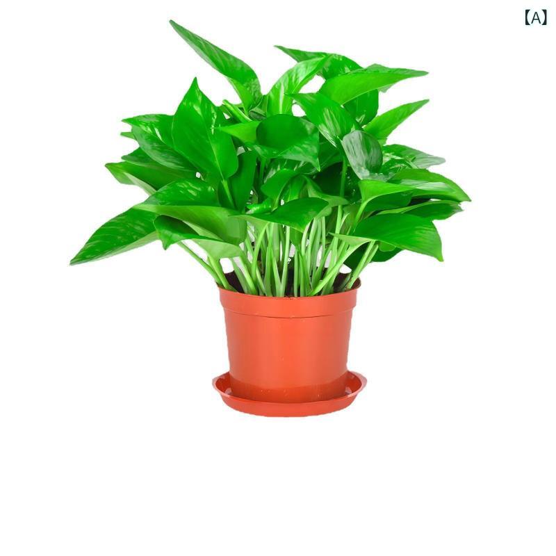 Other Succulents - 観葉植物 ポトス 吊りタイプ 吸水栽培 除ホルムアルデヒド 新居向け 室内緑植 大葉 空気浄化 育成簡単 軽量素材 伸縮性