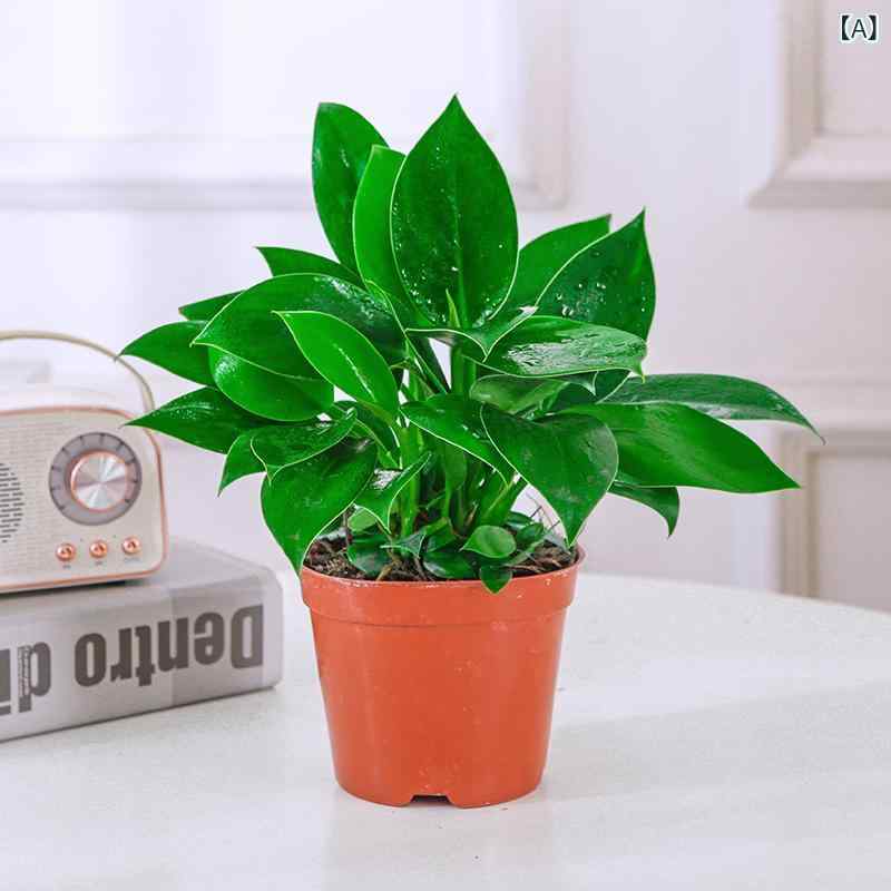 観葉植物 室内用 多肉植物 水耕栽培 ポトス デスク 花卉 育てやすい 緑系 初心者向け コンパクト 空気清浄 癒し効果