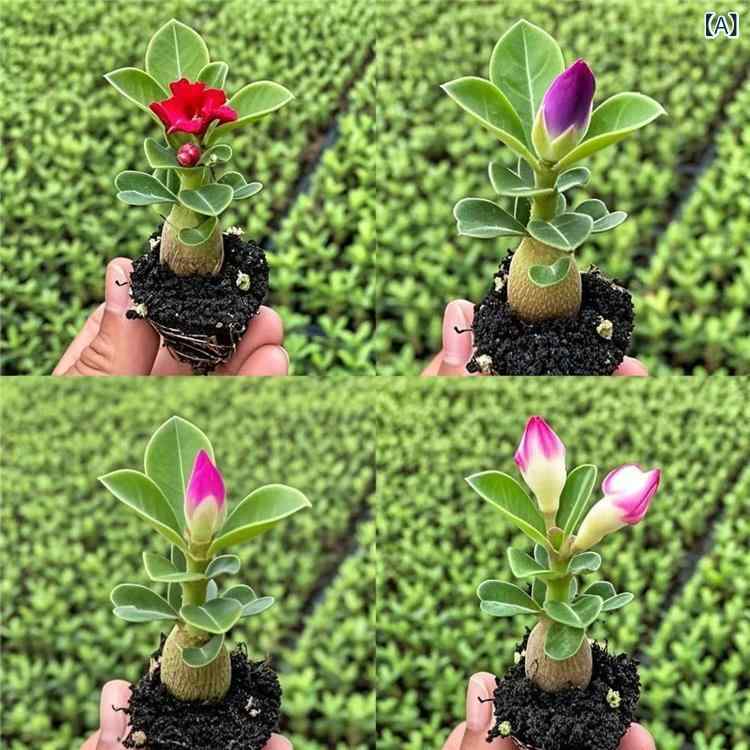 盆栽 重弁バラ 砂漠植物 四季花卉 耐旱 庭園 室内 ベランダ 緑植 育てやすい 開花 多肉植物 観葉植物 耐乾性 鉢植え