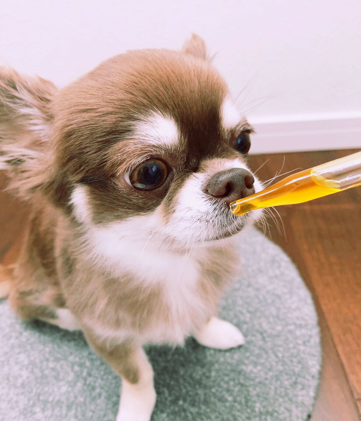 KINDROPS 天然植物由来経口サプリメント カインドロップス メニクリア 100ml logos-pet-10009694 ロゴスペットサイト サンプル画像3