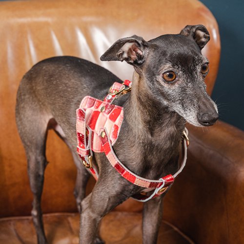 �ʥ�����ɥե�����ƥ� �ϡ��ͥ� �ܥǥ��٥�� C������ ���奨�꡼������ ����