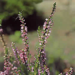 【正規輸入品】バッチフラワーレメディ 14.HEATHER（ヘザー）受容 10ml