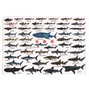 ザ・アクセス 鮫大全 下敷き（A4サイズ,図鑑タイプ）50種類の鮫（サメ）を網羅！ その1