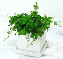 四角い陶器のシュガーバイン 観葉植物 ギフト インテリア