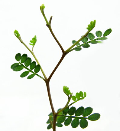 ソフォラはどんな観葉植物 室内や地植えでの育て方や枯れないコツもご紹介 Kurashi No