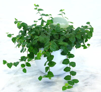 プミラ 植物図鑑 プミラ 植物図鑑