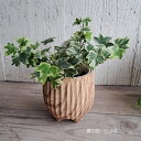 アクアテラポット・スタンプ(ナチュラルな切り株模様の陶器)のヘデラ(アイビー) 観葉植物 ギフト インテリア 底面給水
