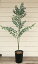 【パールアカシア 6号プラ鉢】【庭植え】【ギフト】