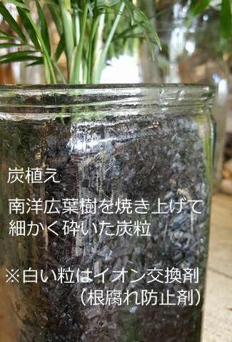 楽天市場 木炭植えのテーブルヤシ ガラスの器で ギフト 御祝 インテリア 花と観葉植物のchouchou Te