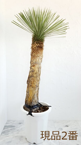 人気ブランド 種 ユッカ ロストラータ １０号プラ鉢 庭木 花と観葉植物のchouchou Te Asid Africa Org