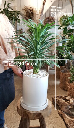 楽天市場 送料無料 ユッカ デスメティアーナ 陶器に土植え 観葉植物 ギフト インテリア 花と観葉植物のchouchou Te 楽天市場 送料無料 ユッカ デスメティアーナ 陶器に土植え 観葉植物 ギフト インテリア 花と観葉植物のchouchou Te
