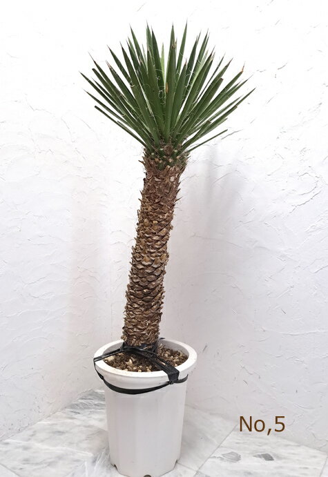 ユッカ 送料無料！希少種　ユッカ・フィリフィラ　 10号プラ鉢　No,5　Yucca Filifera　庭植え　シンボルツリー