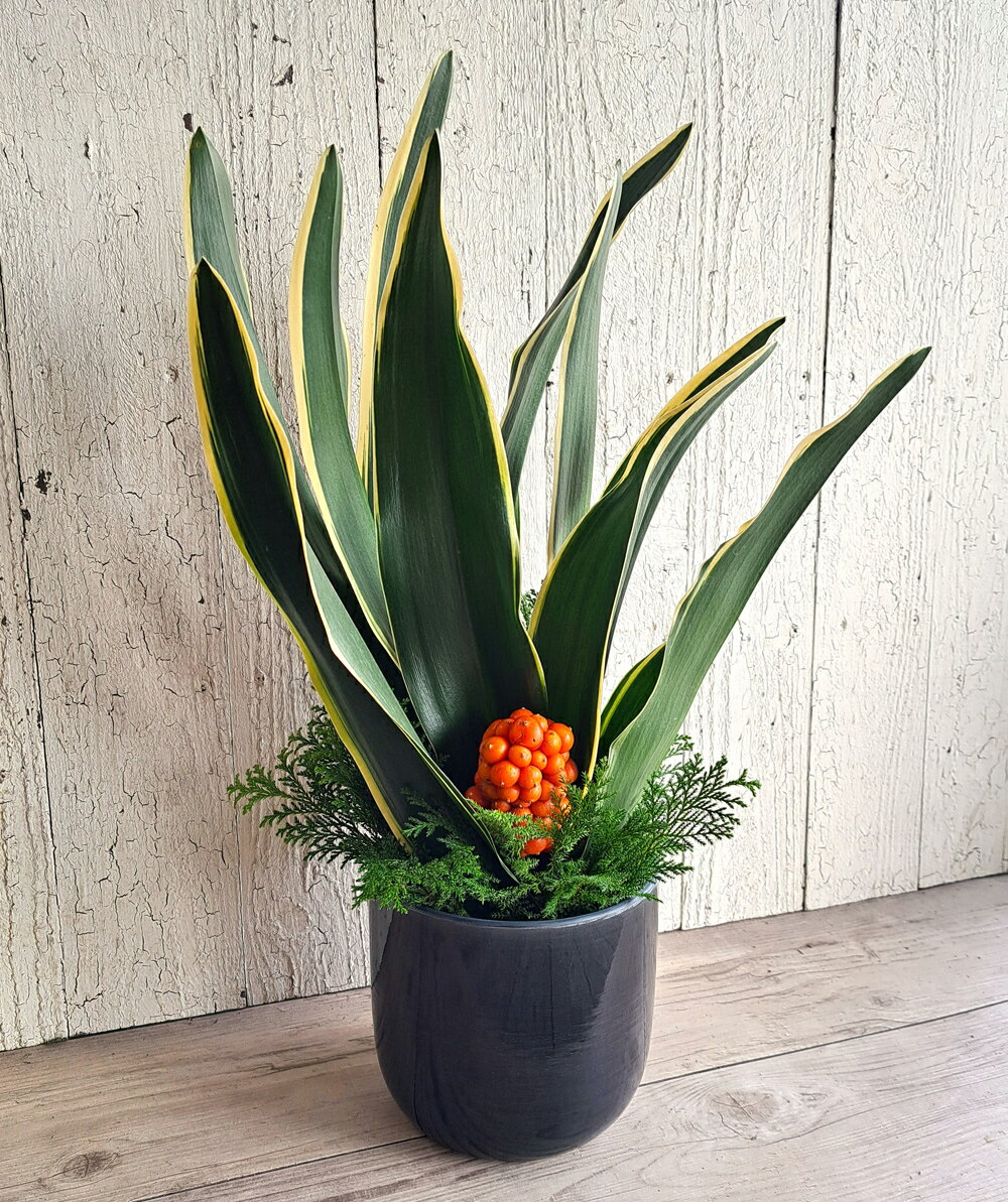 送料無料！迎春アレンジ　万年青で御祝　お正月アレンジ　年越し特集　正月飾り　正月　花　生花　縁起がいい