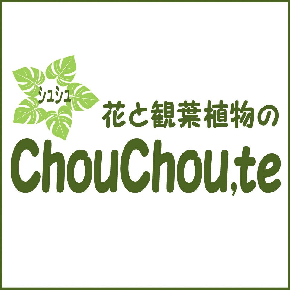 Shop icon