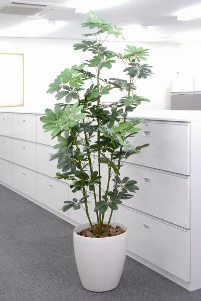 カポック 観葉植物 180cm 光触媒 抗菌 防臭 送料無料 C3610-250