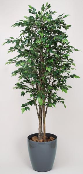★soldout★ベンジャミン 観葉植物 180cm 観賞 フロア WA4102-450