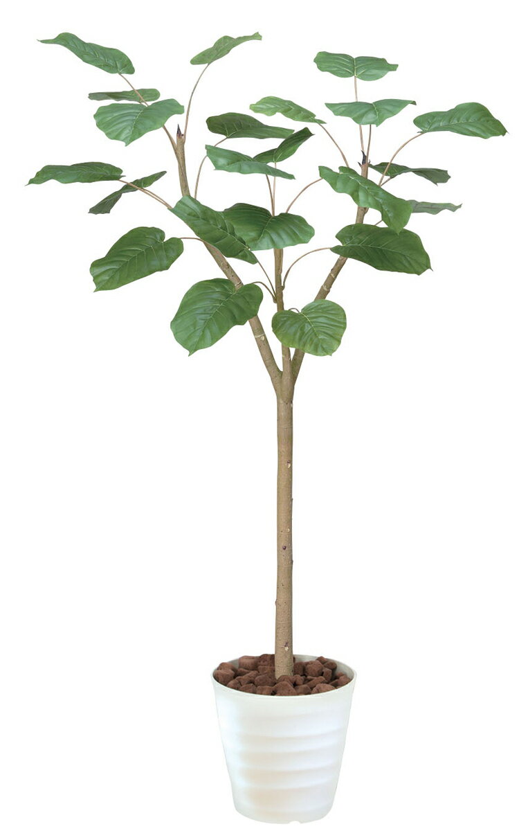 ウンベラータ 観葉植物 155cm インテリア 送料無料 C3401-250