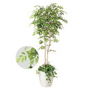 【P5倍5/15 13-15時&最大1万円クーポン5/9-15】 【送料無料】 マウンテンアッシュ 人工植物 観葉植物 408A600-08