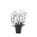 胡蝶蘭 5本立 幅50×奥行45×高さ74cm 人工植物 光触媒 造花 インテリアグリーン お祝い 贈呈用 贈り物 インテリア 装飾 お花 876A240-69