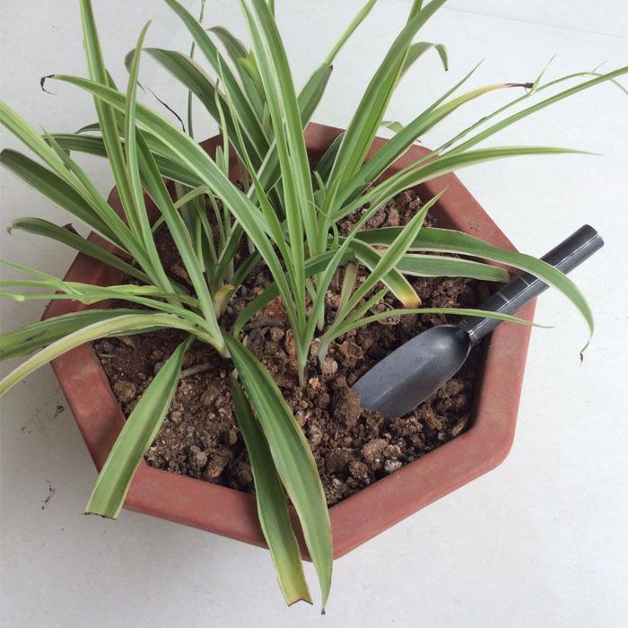 ���Ĥο����ؤ�������Ȥˡۥϥ�ɥ����å� ��Ĺ������ �����ǥ˥� �ܿ����� ����٥� ���ƥ�쥹�� ������� �������� ����̵��