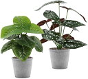 人工観葉植物 フェイクグリーン ベゴニア 2個セット 高さ30cm 造花 インテリア テーブル 玄関 窓側 リビング 棚 オフィス 飾り 葉っぱ ギフト