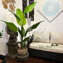 フェイクグリーン オーガスタ 観葉植物 180cm 鉢付き リーフ インテリアグリーン 人工樹木 アーティフィシャルグリーン おしゃれ ポット 人工観葉植物 造花 店舗 モデルハウス オフィス お祝い 開店祝い 開業祝い 引っ越し祝い 開院祝い 住宅展示場