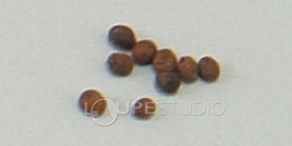 花の種 ホウセンカ 種 花 たね 栽培 ホウセンカのたね 鳳仙花 ガーデニング 学習教材 理科 ガーデニング 家庭菜園 小学校