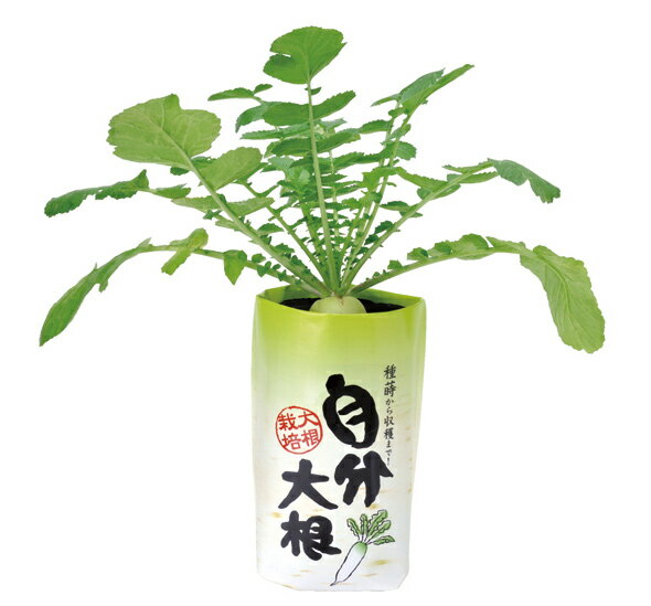 自分 大根 ダイコン 栽培キット 家庭菜園 野菜 ガーデニング 栽培セット キッズ 子...
