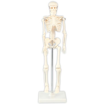 人体模型 全身 骨 42cm スタンド付 ミニ 人体骨格模型 おもちゃ 理科 観察 学校教材 学習教材 骨格標本 自由研究 室内