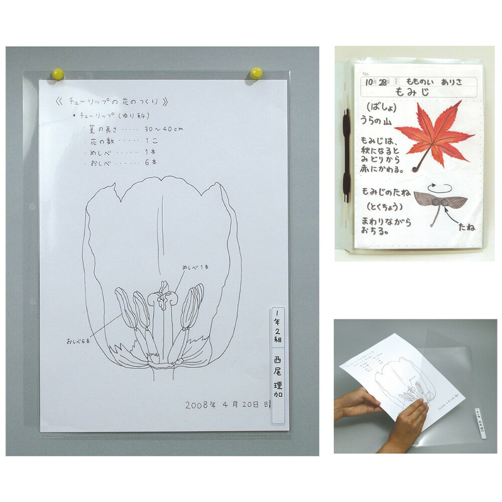 透明掲示ホルダー A4 掲示用品 学校 