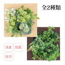 楽天ルーペスタジオフェイクグリーン 観葉植物 人工 リアル 消臭 抗菌 おしゃれ かわいい 壁掛け インテリア 雑貨 アーティフィシャルグリーン Sサイズ プレリエ キシマ