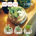 観葉植物 人工 フェイクグリーン ミニ おしゃれ 消臭アーティフィシャルグリーン エクリア 多肉S インテリア 雑貨 かわいい 鉢植 置物 リアル