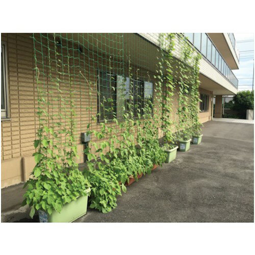 Dio �Ĥ��α�ݥͥå� �� 10cm���� ��1.8m��Ĺ��3.6m [260985] ����ñ�̡�1