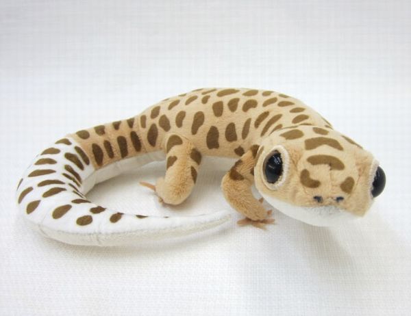 リアル・ヒョウモントカゲモドキ サイズ:23cm