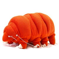 ニホントゲクマムシ1