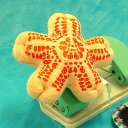 StarFish マグネット カワテブクロ サイズ:10cm