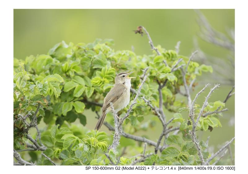 【中古】TAMRON TELE CONVERTER 1.4x キヤノン用 TC-X14E