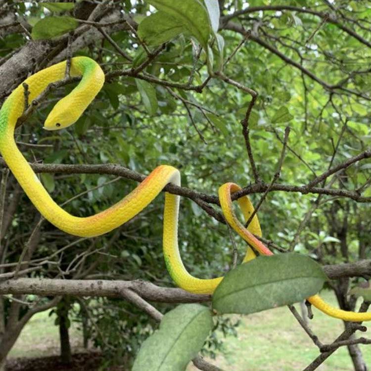 ʵ ���ߡ����͡��� �ꥢ�� Ļ�褱 �إ� �� 4�ܥ��å� Ļ���к� �������� Ļ���� �ե� 70cm �� ����ǭ �к� ��ʪ ������� ���饹 ���饹 �ɥå��� ���硼�����å� �� �إ� ����̵�� ��� ���� ��Ļ�� �٥��� ȷ�褱 �� Ļ�褱 ���å� �к� ����