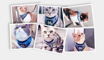 【期間限定お買い得価格1280円さらに送料無料★快適おしゃれな猫用胸当て、ハーネス&リードセットA★ペットハーネス/ペットリード/胴輪/首輪/猫用品/ペットグッズ/ペット胸当て/ペット用品/引きひも/猫具/お散歩アイテム/猫リード/猫用胴輪