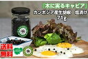 【送料無料】KANDA 生胡椒 塩漬け 71g