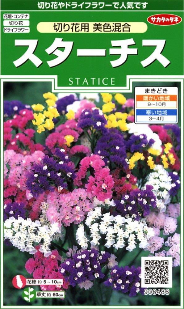 サカタのタネ 実咲花6486 スターチス 切り花用美色混合 00906486