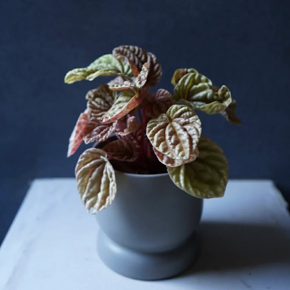 商品画像1