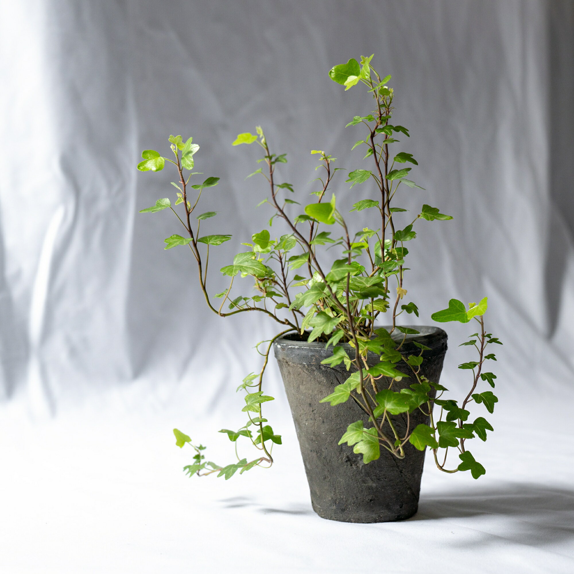 ヘデラ 観葉植物 個性的 おしゃれ プレゼント ギフト インテリア 初心者向け 開店祝い